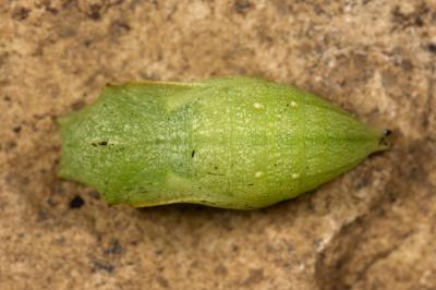 Pararge aegeria