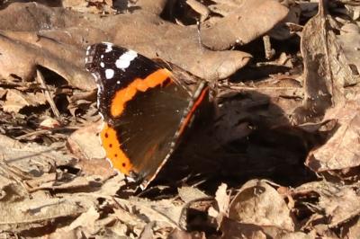 Vanessa atalanta