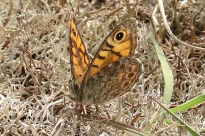 Lasiommata megera