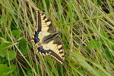 Papilio machaon