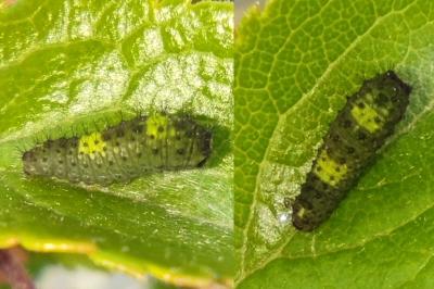 Iphiclides podalirius