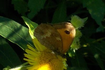 Pyronia tithonus