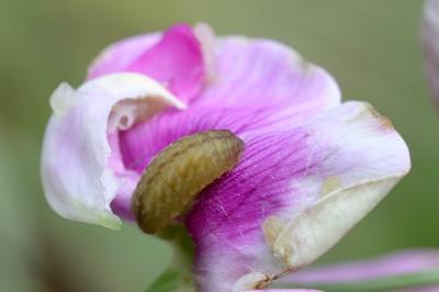 Lampides boeticus