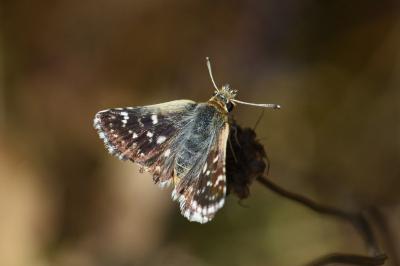 Spialia sertorius