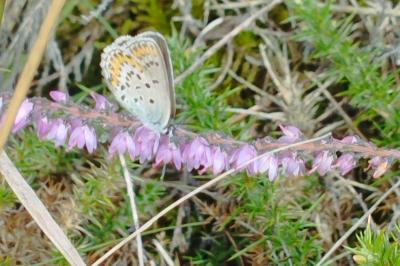 Plebejus idas