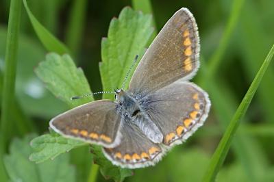 Polyommatus icarus
