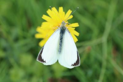 Pieris brassicae