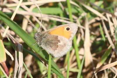 Coenonympha pamphilus