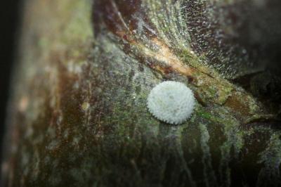 Thecla betulae