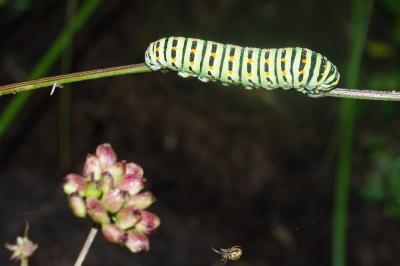 <i>Papilio machaon</i>