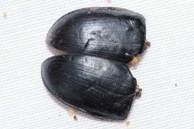 Sericotrupes niger