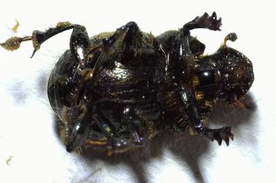 Onthophagus coenobita