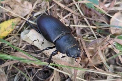 Lucanus cervus