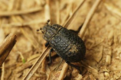 Trox perlatus