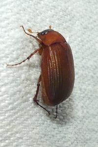 <i>Serica brunnea</i>