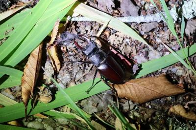 <i>Lucanus cervus</i>