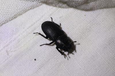 <i>Dorcus parallelipipedus</i>