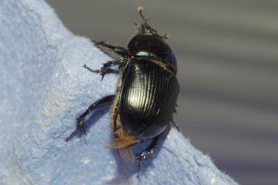 <i>Geotrupes spiniger</i>