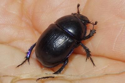 <i>Anoplotrupes stercorosus</i>