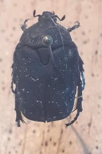 <i>Netocia morio</i>