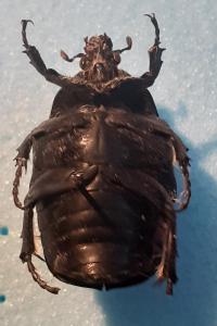<i>Netocia morio</i>
