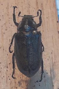 <i>Anoxia villosa</i>