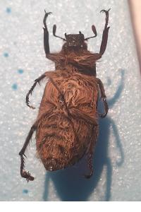 <i>Anoxia villosa</i>