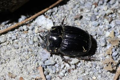 <i>Copris lunaris</i>
