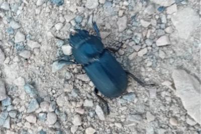 <i>Dorcus parallelipipedus</i>