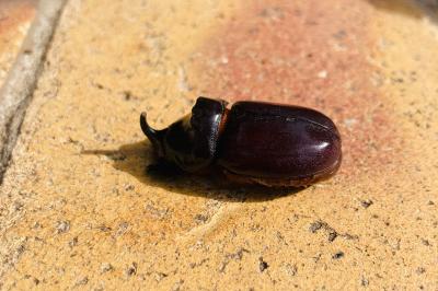 <i>Oryctes nasicornis</i>
