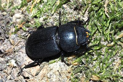 <i>Dorcus parallelipipedus</i>