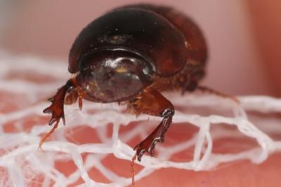 <i>Bodilopsis rufa</i>