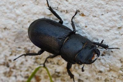 <i>Dorcus parallelipipedus</i>