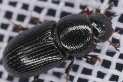 <i>Nialus varians</i>
