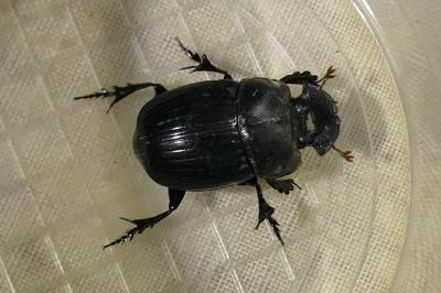 <i>Copris lunaris</i>