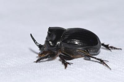 <i>Copris lunaris</i>
