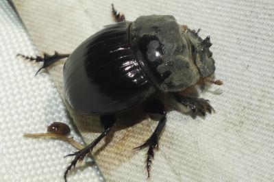<i>Copris lunaris</i>