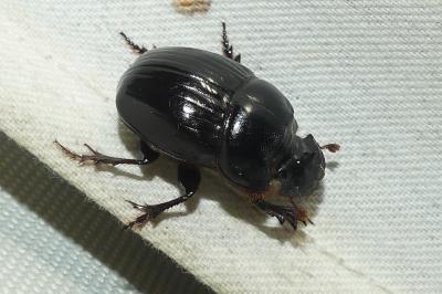 <i>Copris lunaris</i>
