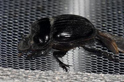 <i>Copris lunaris</i>
