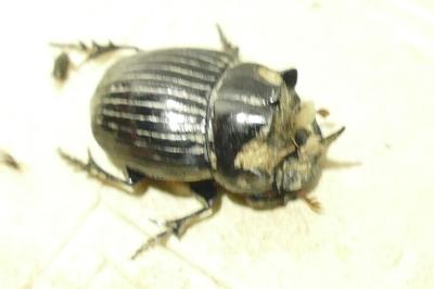 <i>Copris lunaris</i>