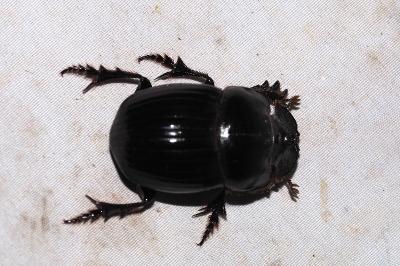 <i>Copris lunaris</i>