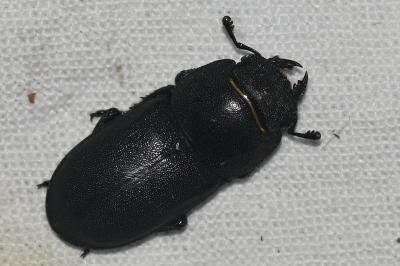 <i>Dorcus parallelipipedus</i>