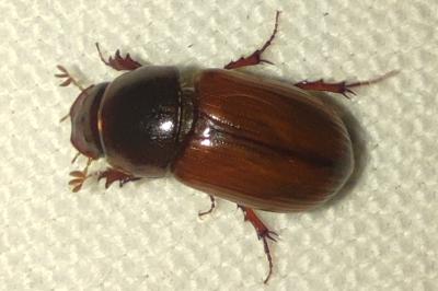 <i>Bodilopsis rufa</i>