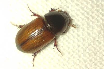 <i>Bodilopsis rufa</i>