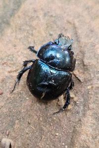 <i>Anoplotrupes stercorosus</i>