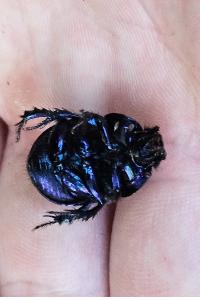 <i>Anoplotrupes stercorosus</i>