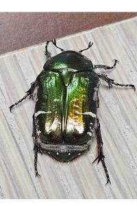 <i>Cetonia aurata</i>