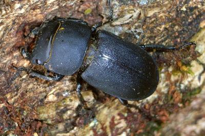 <i>Dorcus parallelipipedus</i>