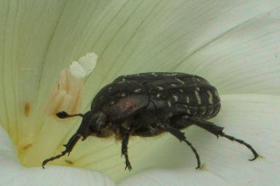 <i>Oxythyrea funesta</i>