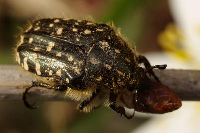 <i>Oxythyrea funesta</i>